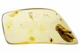 Polished Colombian Copal ( g) - Contains Flies and Beetle! #304263-1